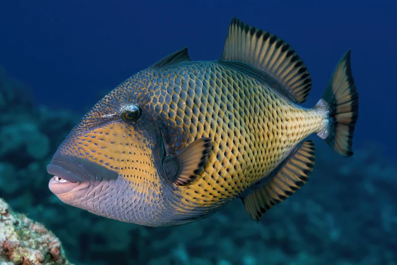 Titan triggerfish swimming near coral head in deep blue ocean
