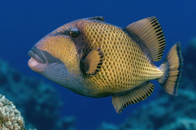 Titan triggerfish swimming near coral reef in deep blue ocean