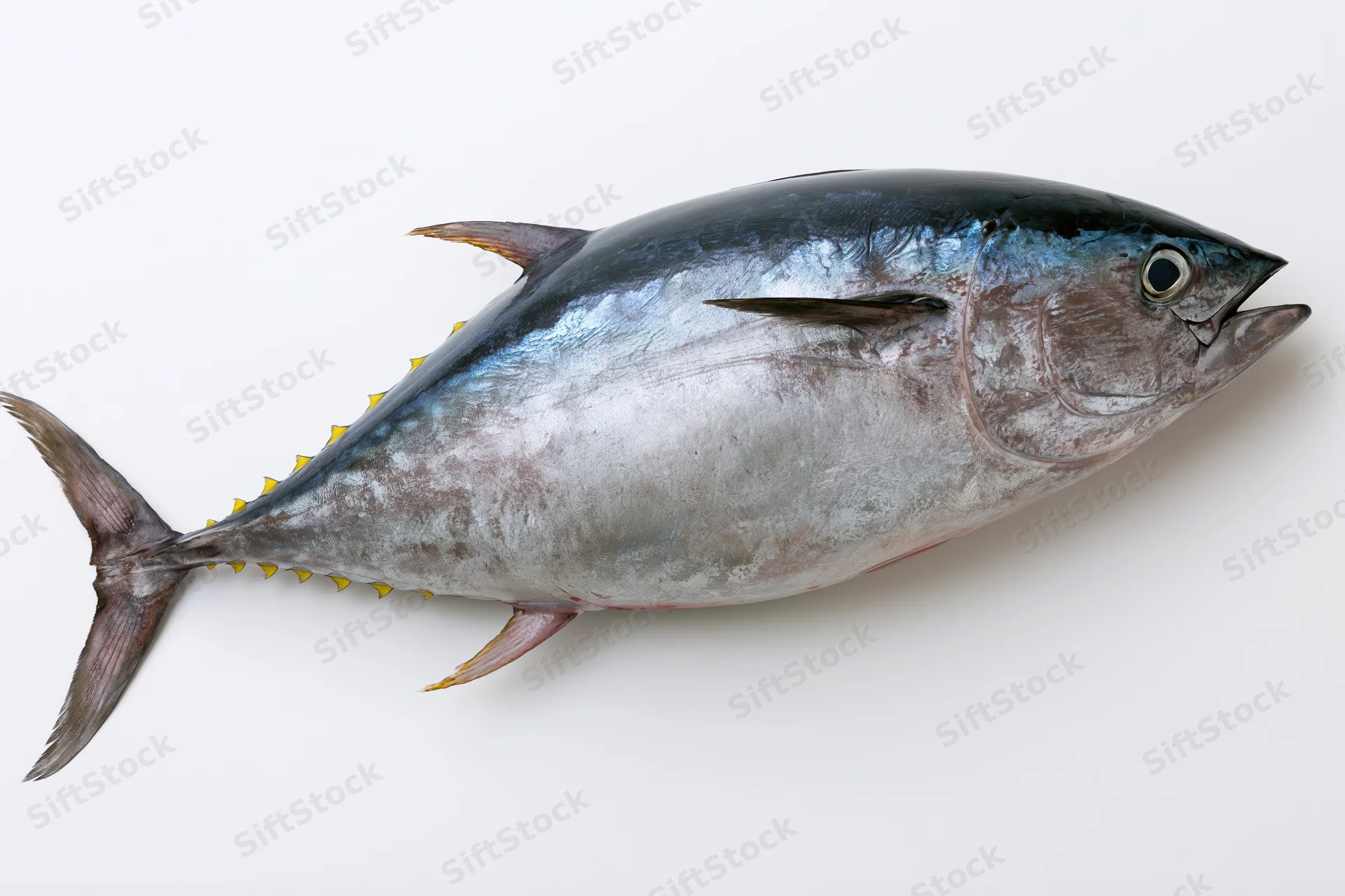 Whole fresh bluefin tuna fish laid flat in lateral view on white background