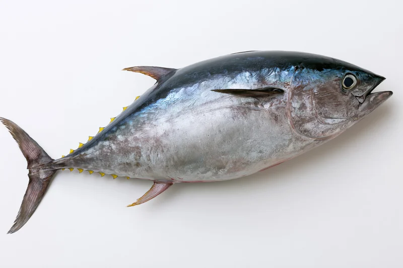 Whole fresh bluefin tuna fish laid flat in lateral view on white background