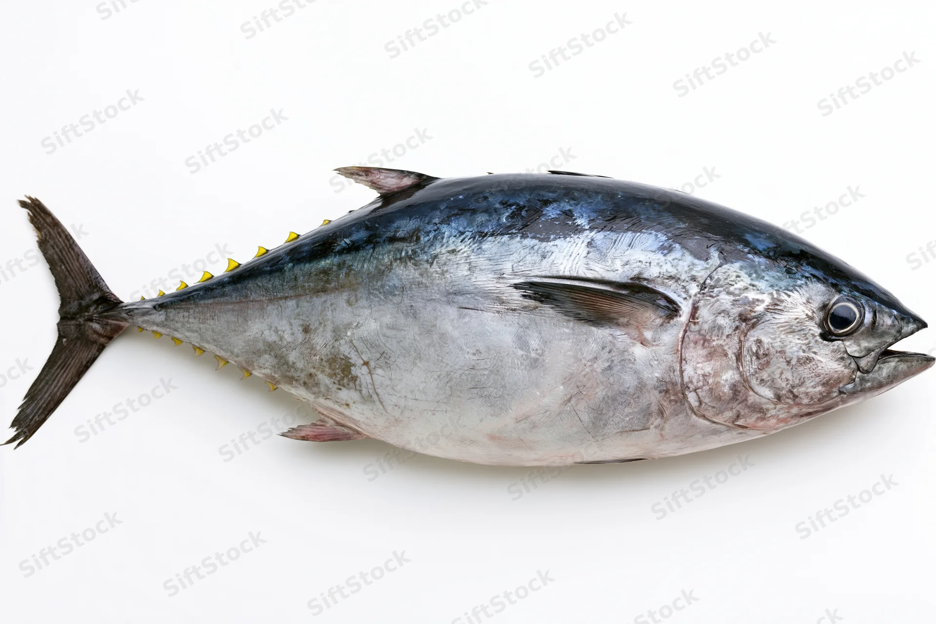 Whole fresh bluefin tuna fish laid flat in lateral view on white background