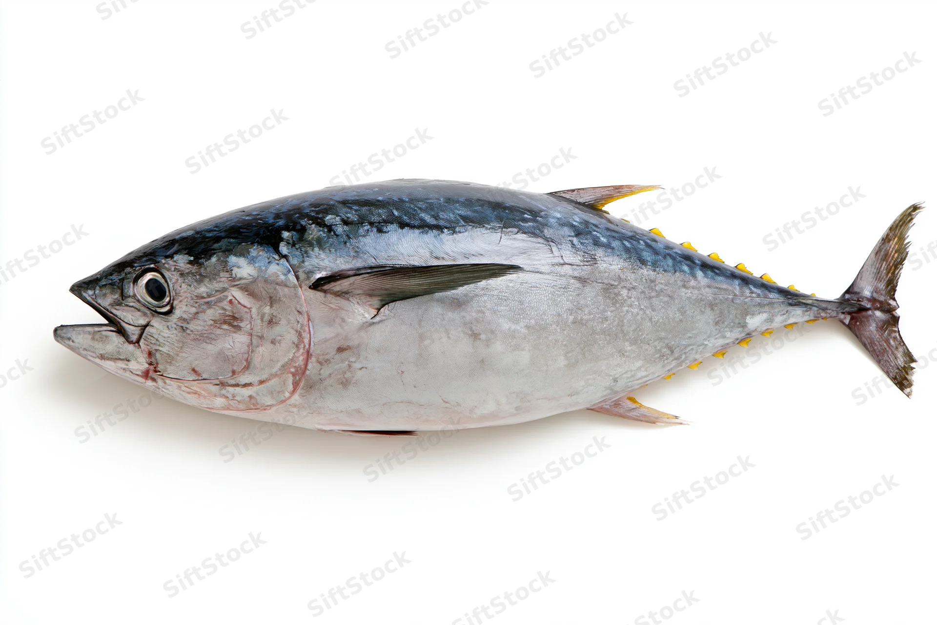 Whole fresh bluefin tuna fish laid flat in full lateral view on white background