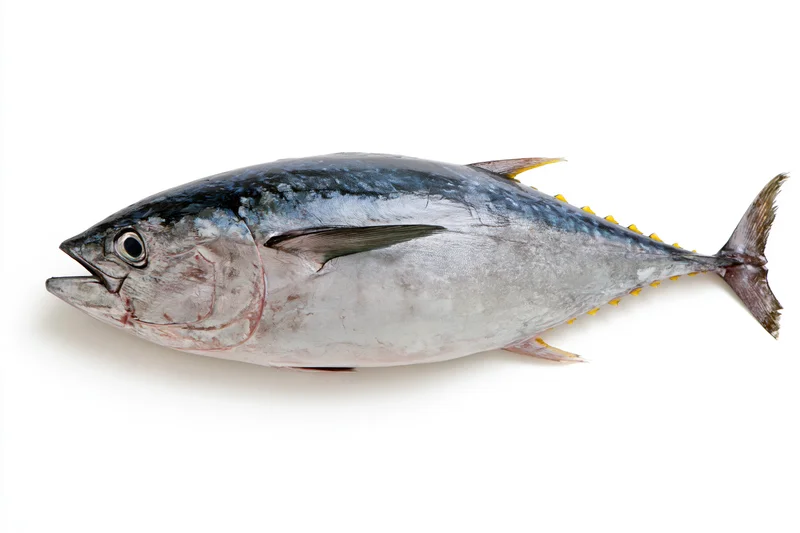 Whole fresh bluefin tuna fish laid flat in full lateral view on white background