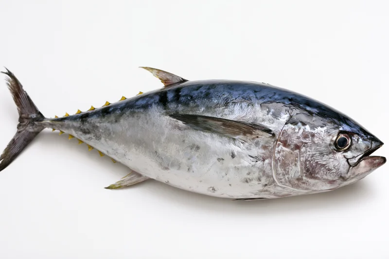 Whole fresh bluefin tuna fish lying flat in lateral view on white background