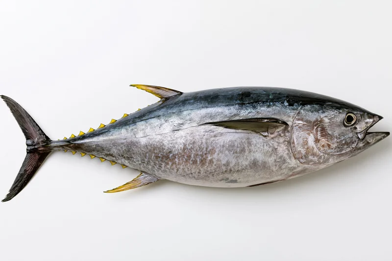 Whole fresh bluefin tuna laid flat in side profile on white background