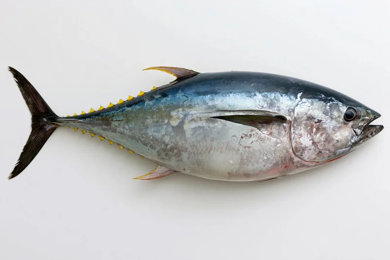 Whole fresh bluefin tuna laid flat in side profile on white background