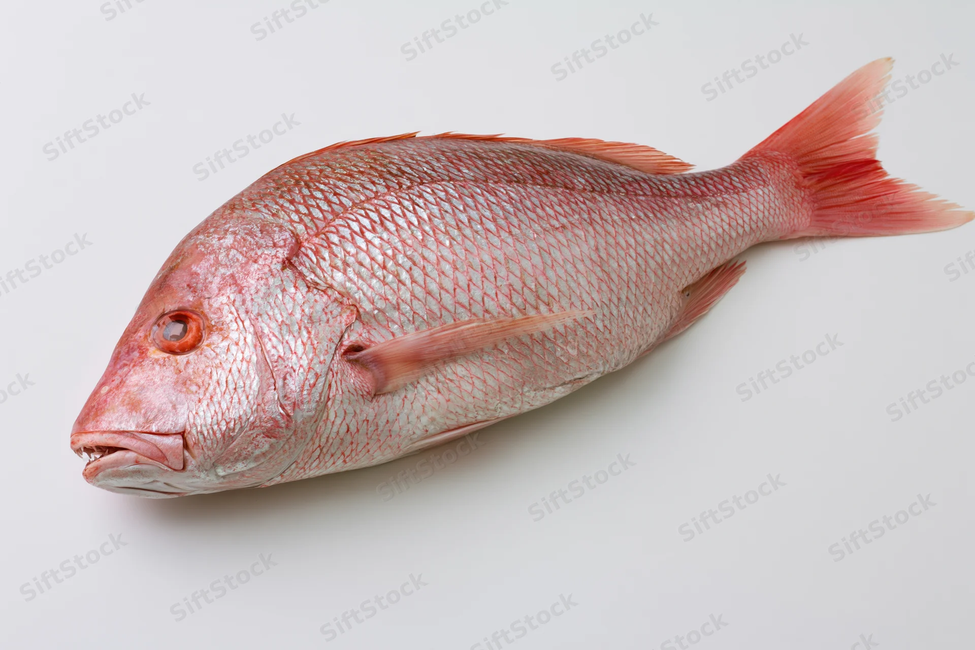 Whole fresh red snapper fish lying on its side on white background