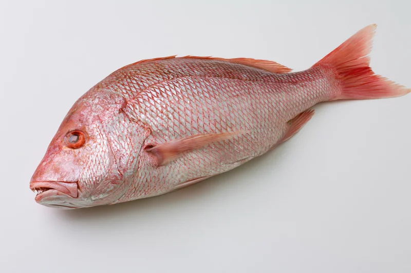 Whole fresh red snapper fish lying on its side on white background