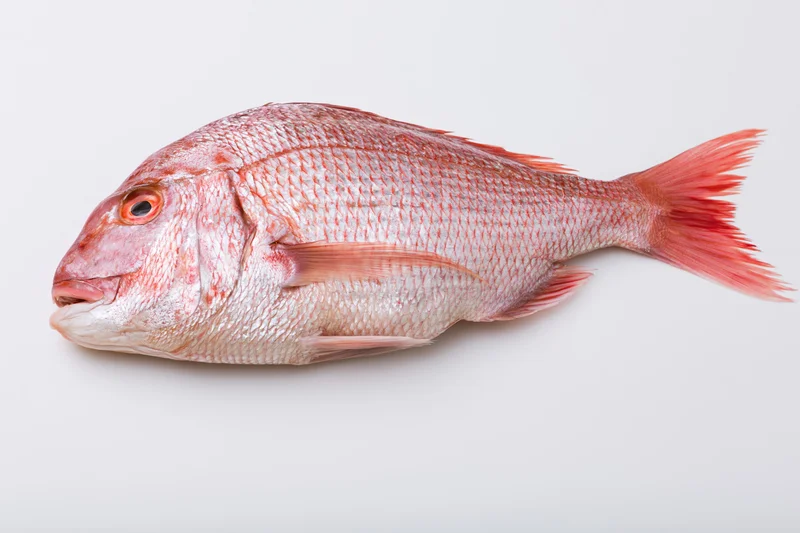 Whole fresh red snapper fish lying on its side on white background