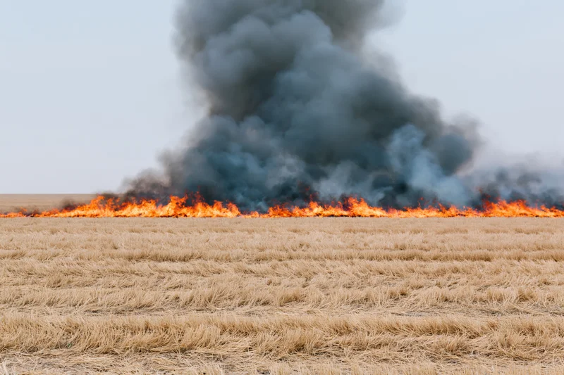 Wildfire burning across a harvested wheat field under a clear sky
