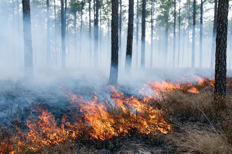 Wildfire burning through dry underbrush in a pine forest