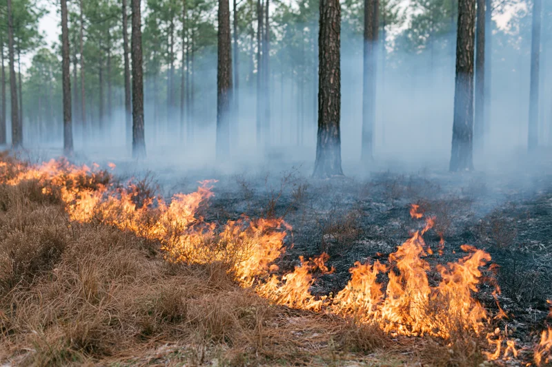 Wildfire burning through dry underbrush in a pine forest, producing smoke and flames at ground level
