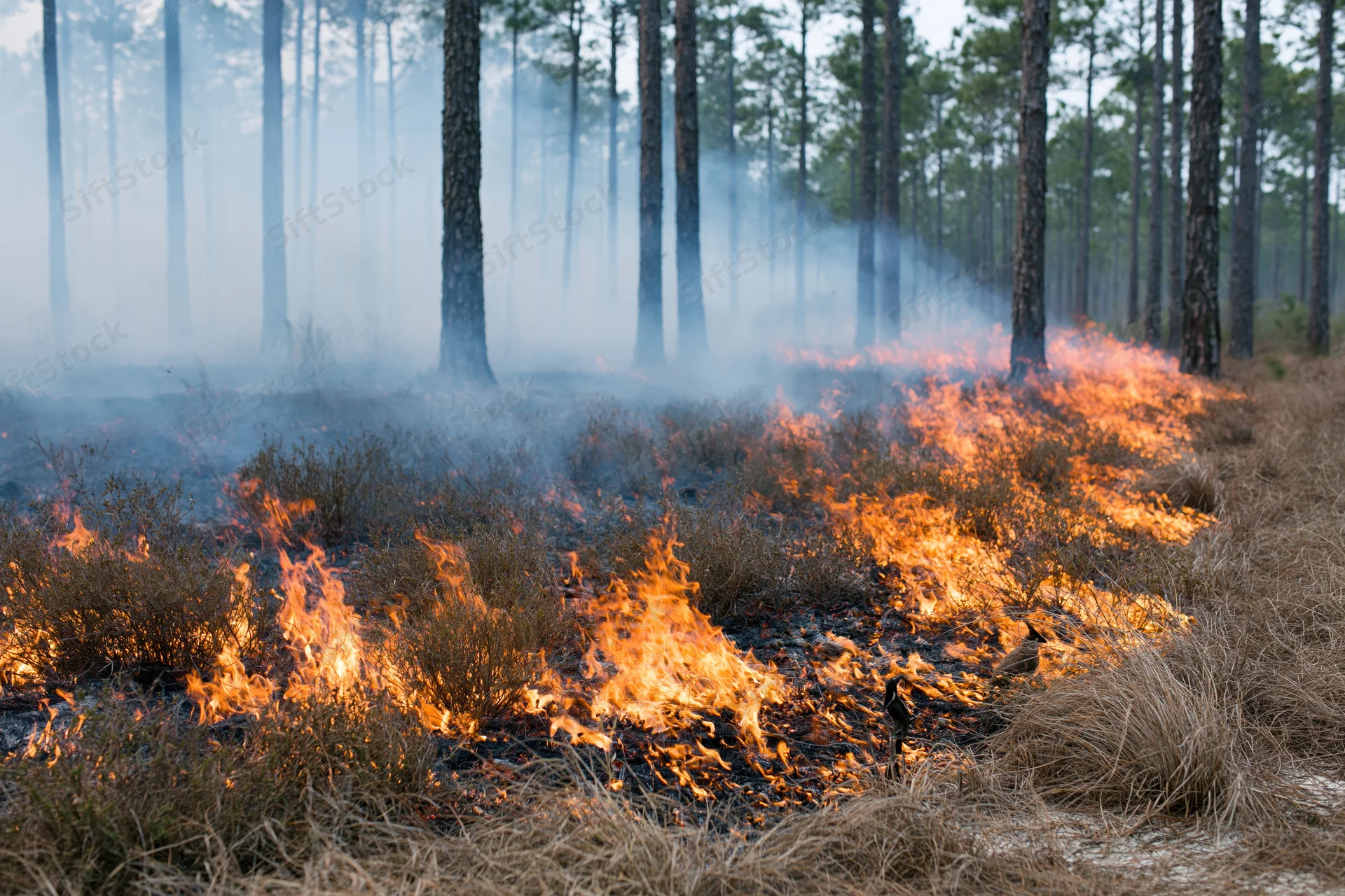 Wildfire burning through dry underbrush in a pine forest