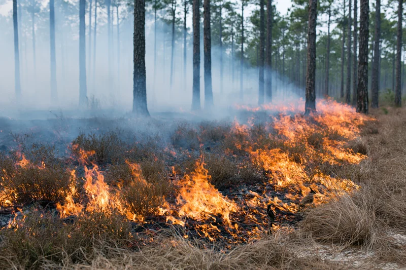Wildfire burning through dry underbrush in a pine forest