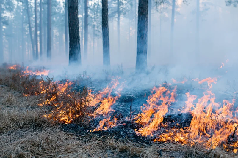 Wildfire burning through dry underbrush in a pine forest at dusk