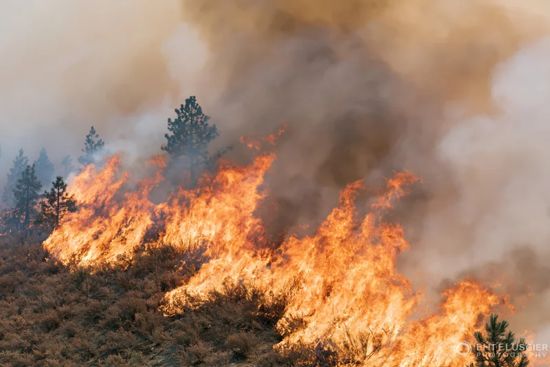 Wildfire burning across a hillside with tall orange flames and thick smoke among pine trees