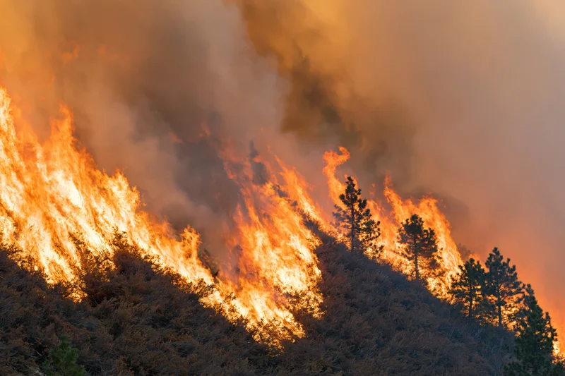 Wildfire burning across a hillside slope with tall orange flames and smoke rising among pine trees