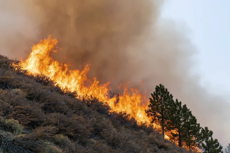 Wildfire burning across a hillside slope with flames and smoke rising among pine trees and shrubs