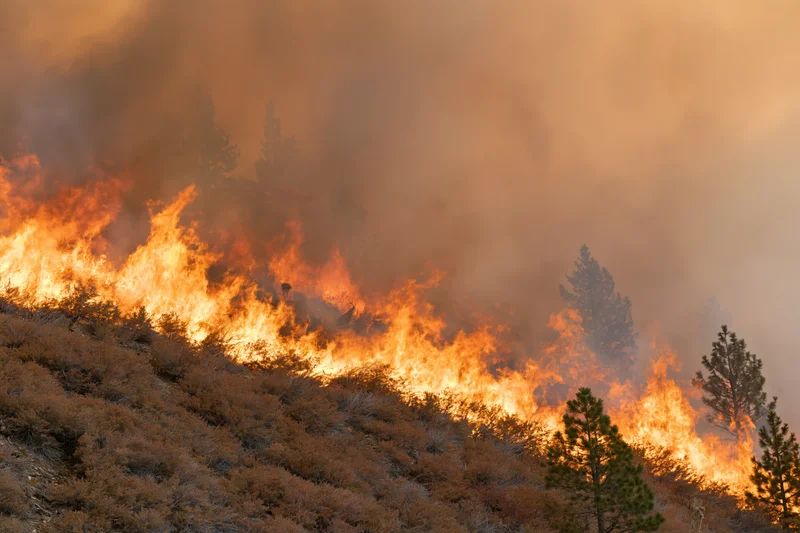 Wildfire burning across a hillside slope with flames and smoke among trees and dry brush