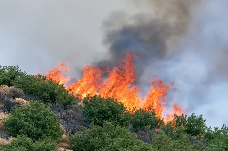 Wildfire burning through hillside trees with thick smoke rising into overcast sky