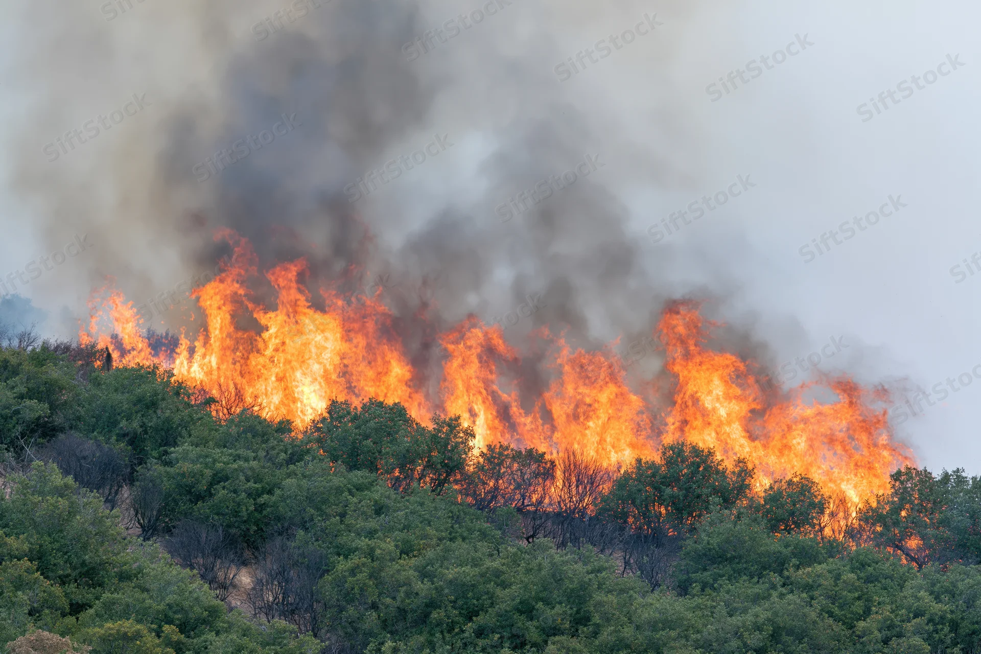 Wildfire burning across a hillside tree line with thick smoke rising into the sky