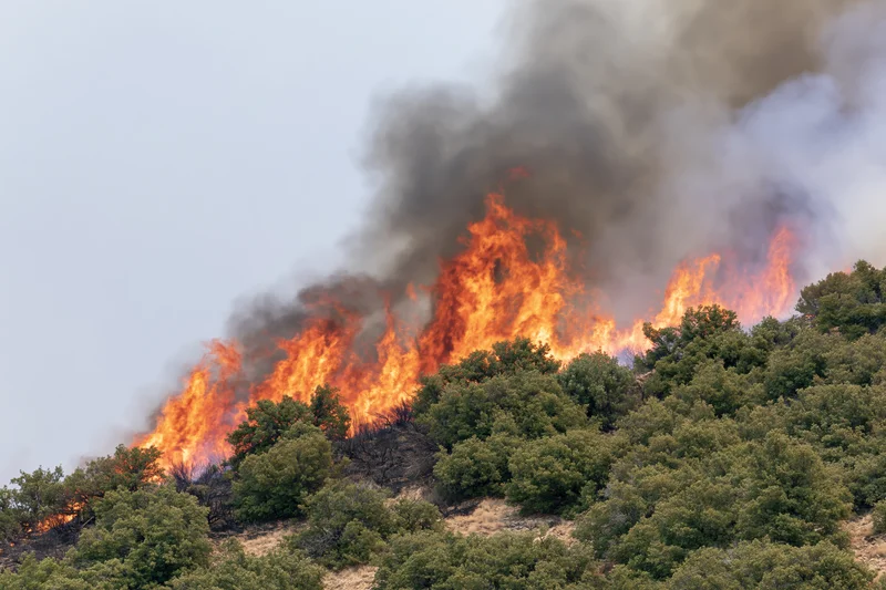 Wildfire burning through hillside trees under overcast sky
