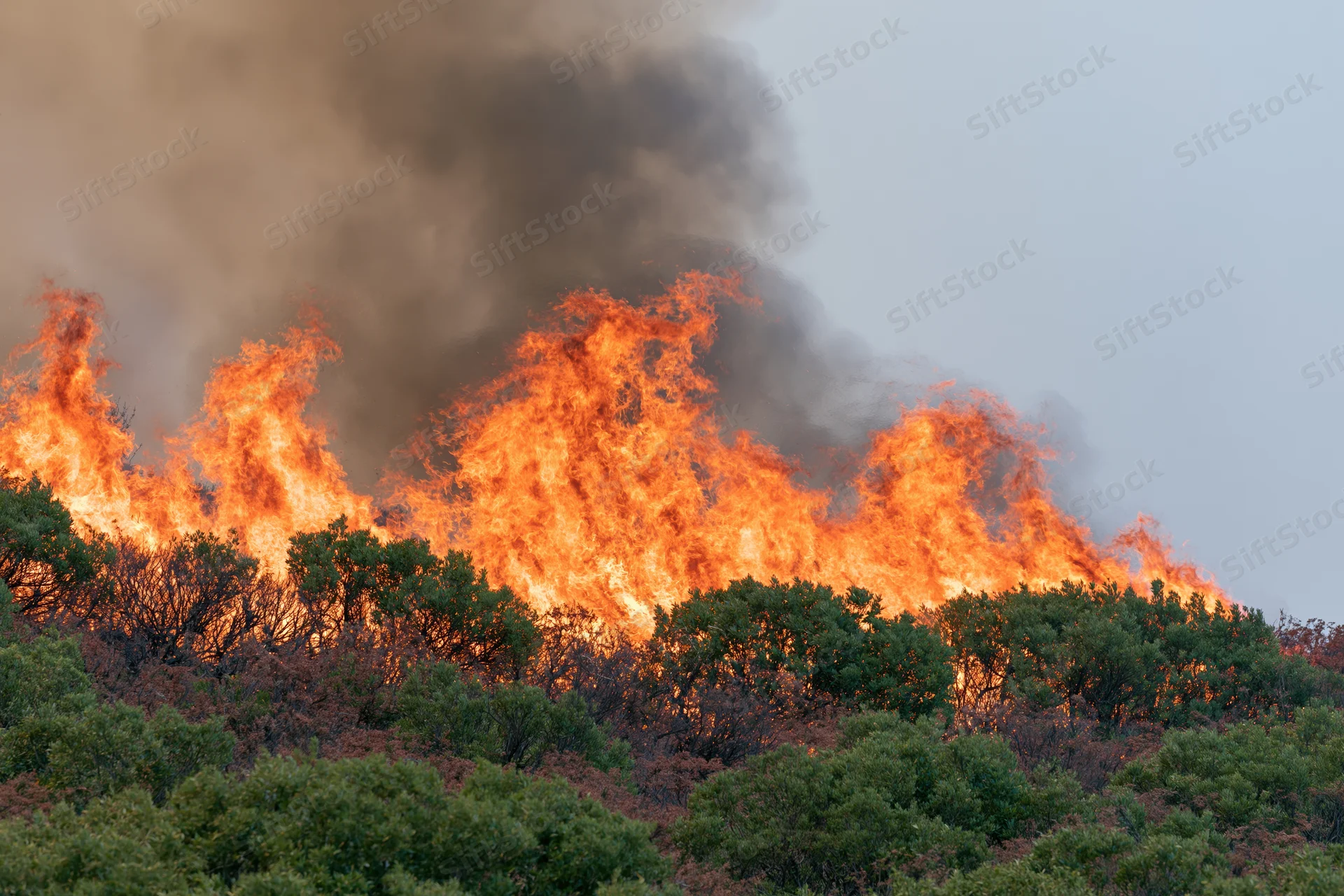 Wildfire burning through hillside trees with thick smoke rising at dusk