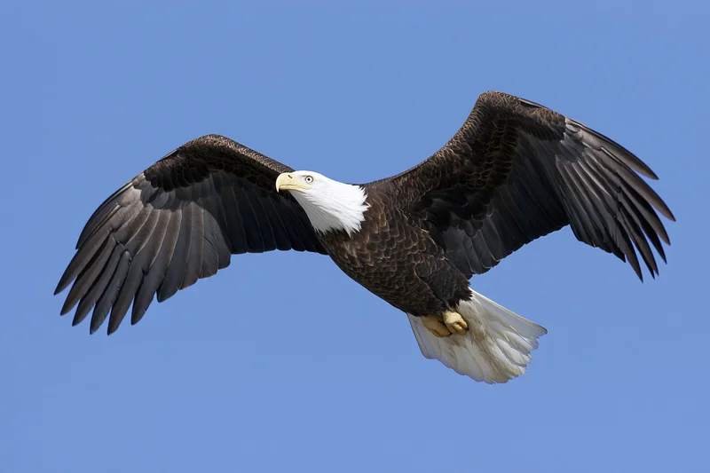 Bald eagle soaring with wings fully extended against clear blue sky