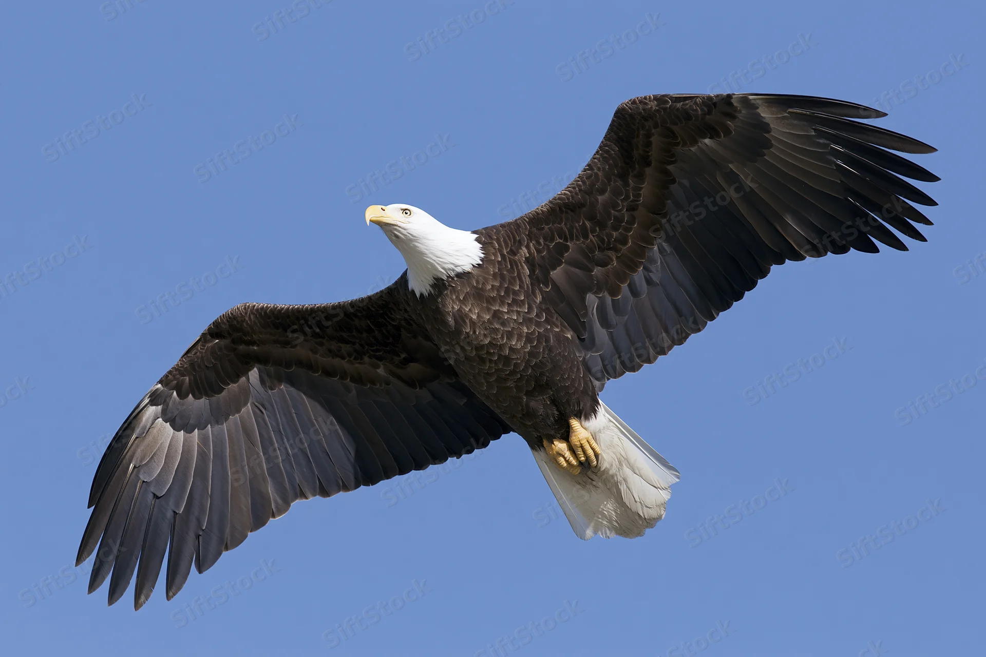 Bald eagle soaring with wings fully extended against clear blue sky