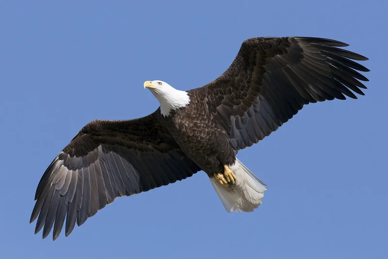 Bald eagle soaring with wings fully extended against clear blue sky