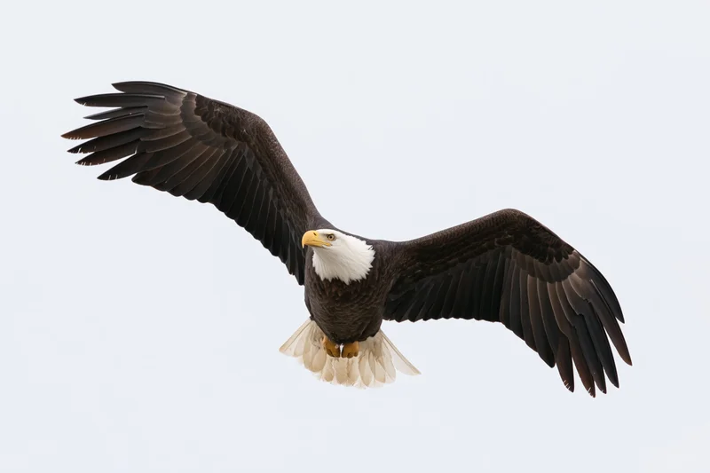 Bald eagle soaring with wings fully spread against a plain sky