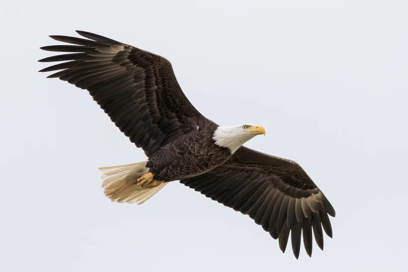 Bald eagle soaring with wings fully spread against a plain sky