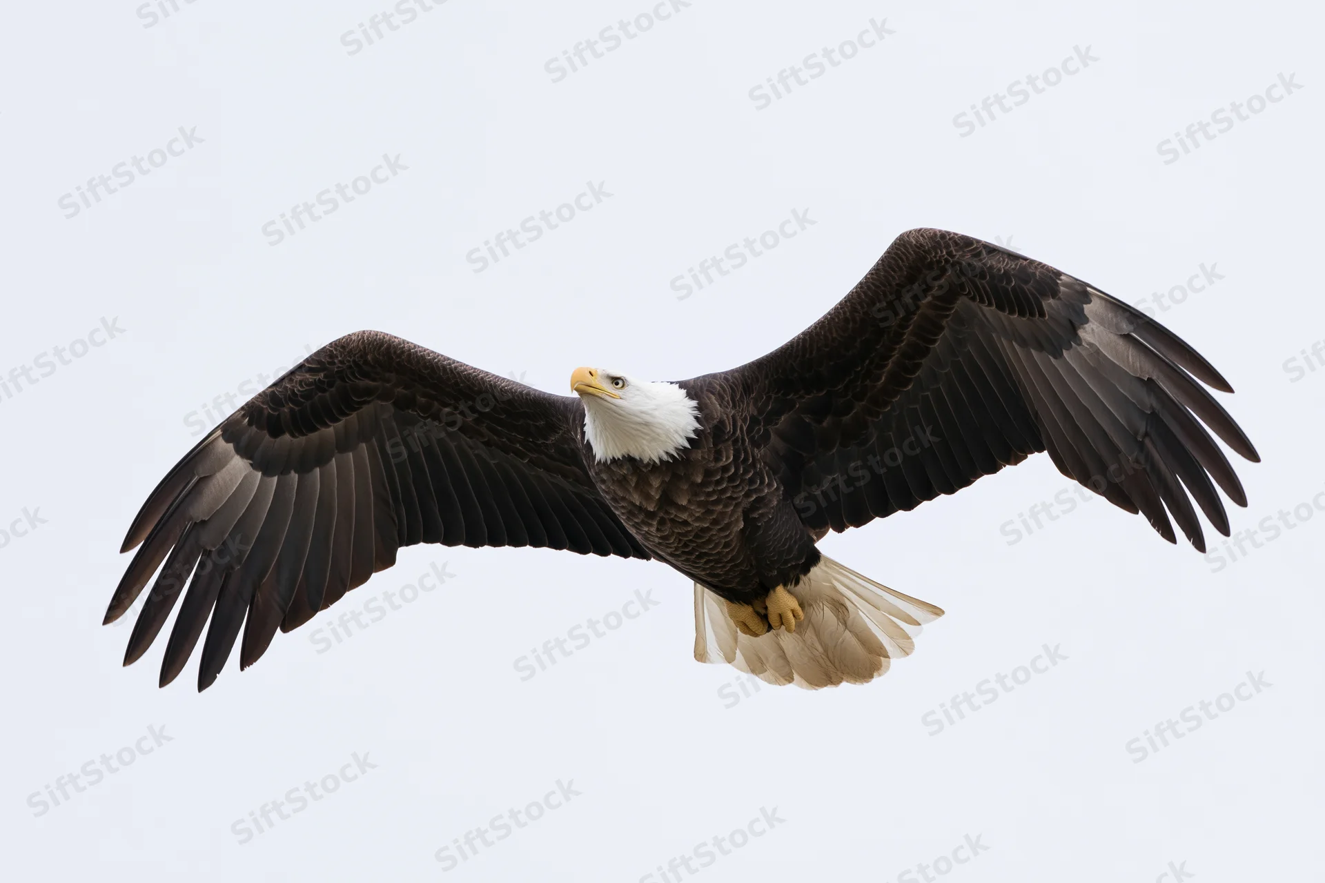 Bald eagle soaring with wings fully spread against a plain sky