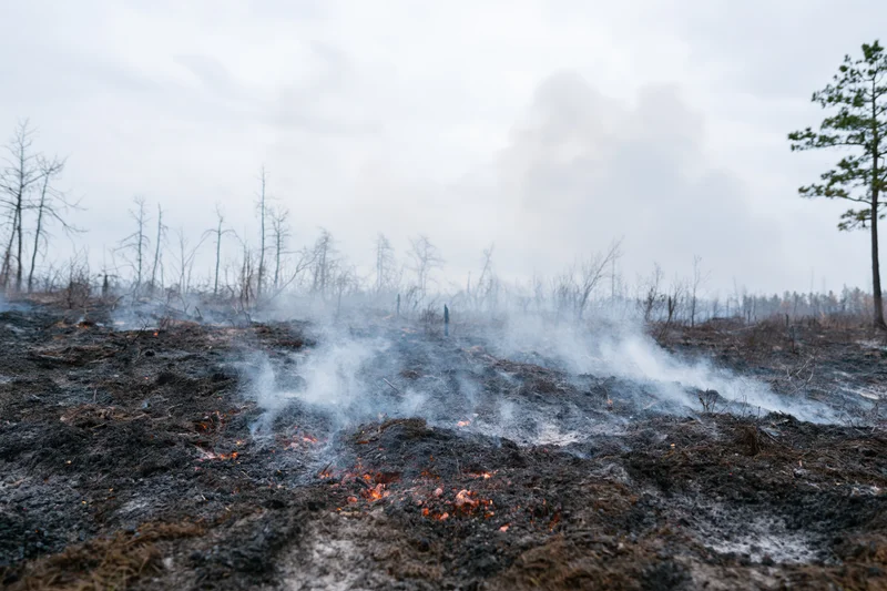 Smoldering charred ground in a burned forest landscape under an overcast sky