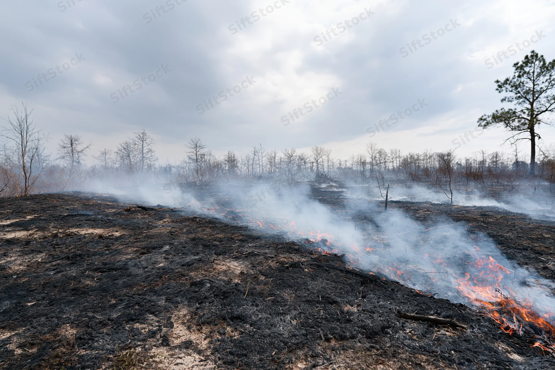 Smoldering forest ground with rising smoke and scattered flames under cloudy sky