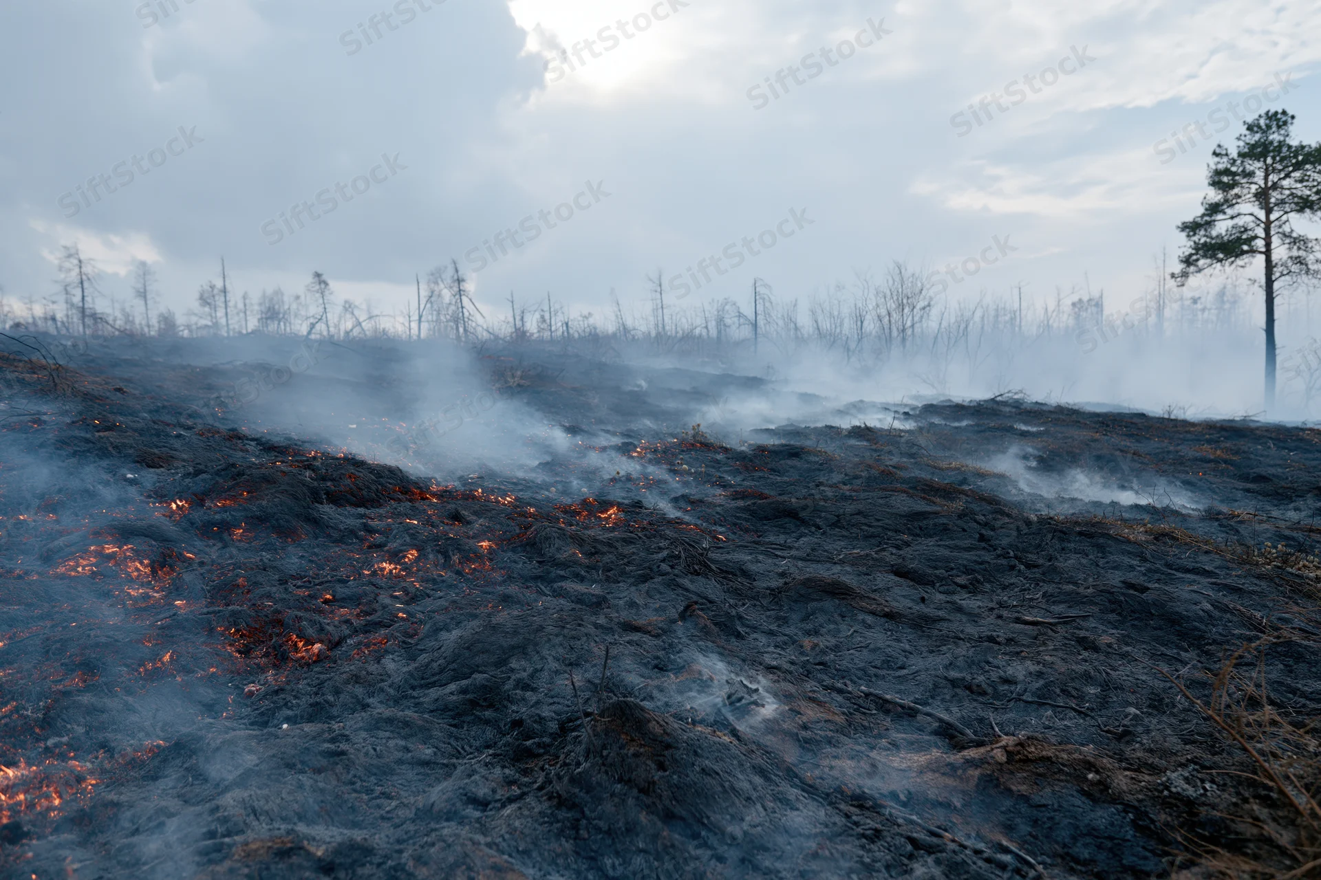 Smoldering charred ground in a forest aftermath with smoke rising under an overcast sky