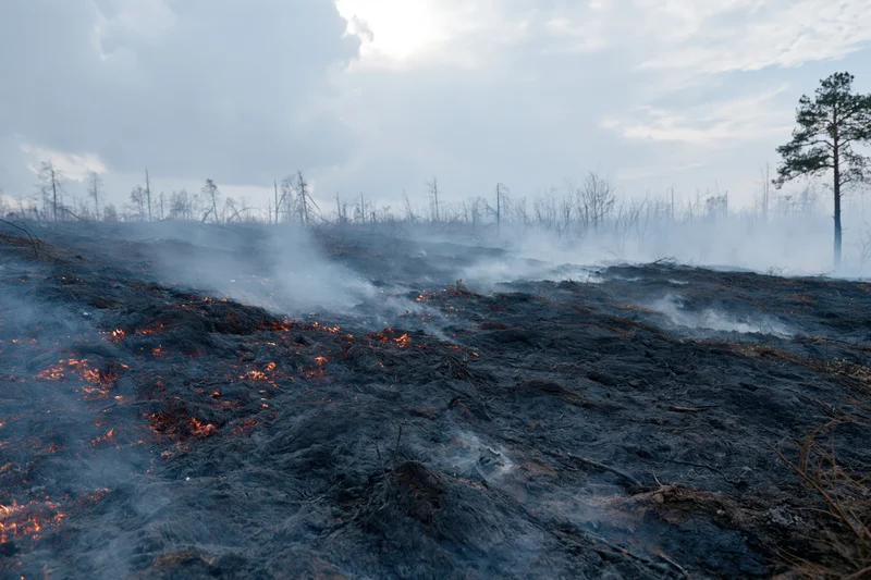 Smoldering charred ground in a forest aftermath with smoke rising under an overcast sky