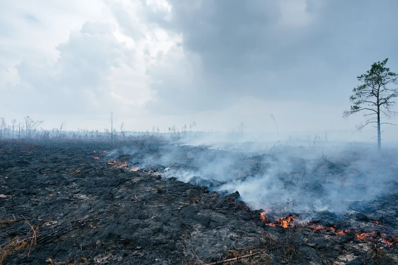 Smoldering charred ground in a burned forest landscape under cloudy sky