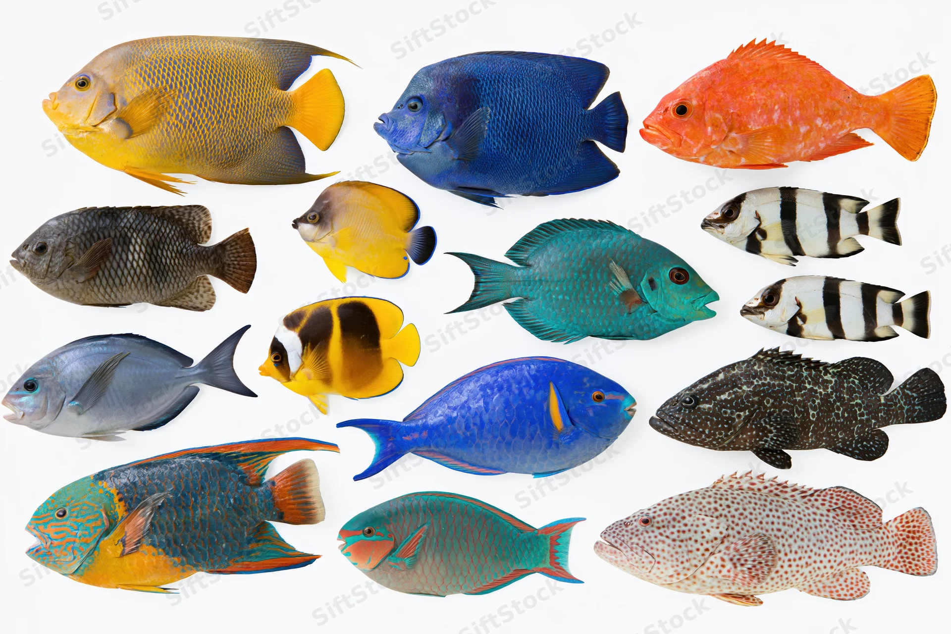 Assorted tropical reef fish specimens arranged on white background