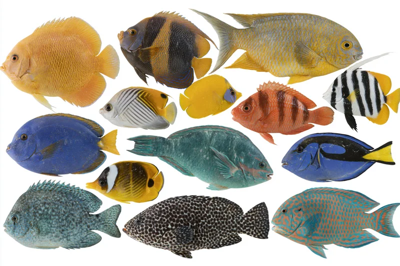 Assorted tropical reef fish specimens arranged on white background