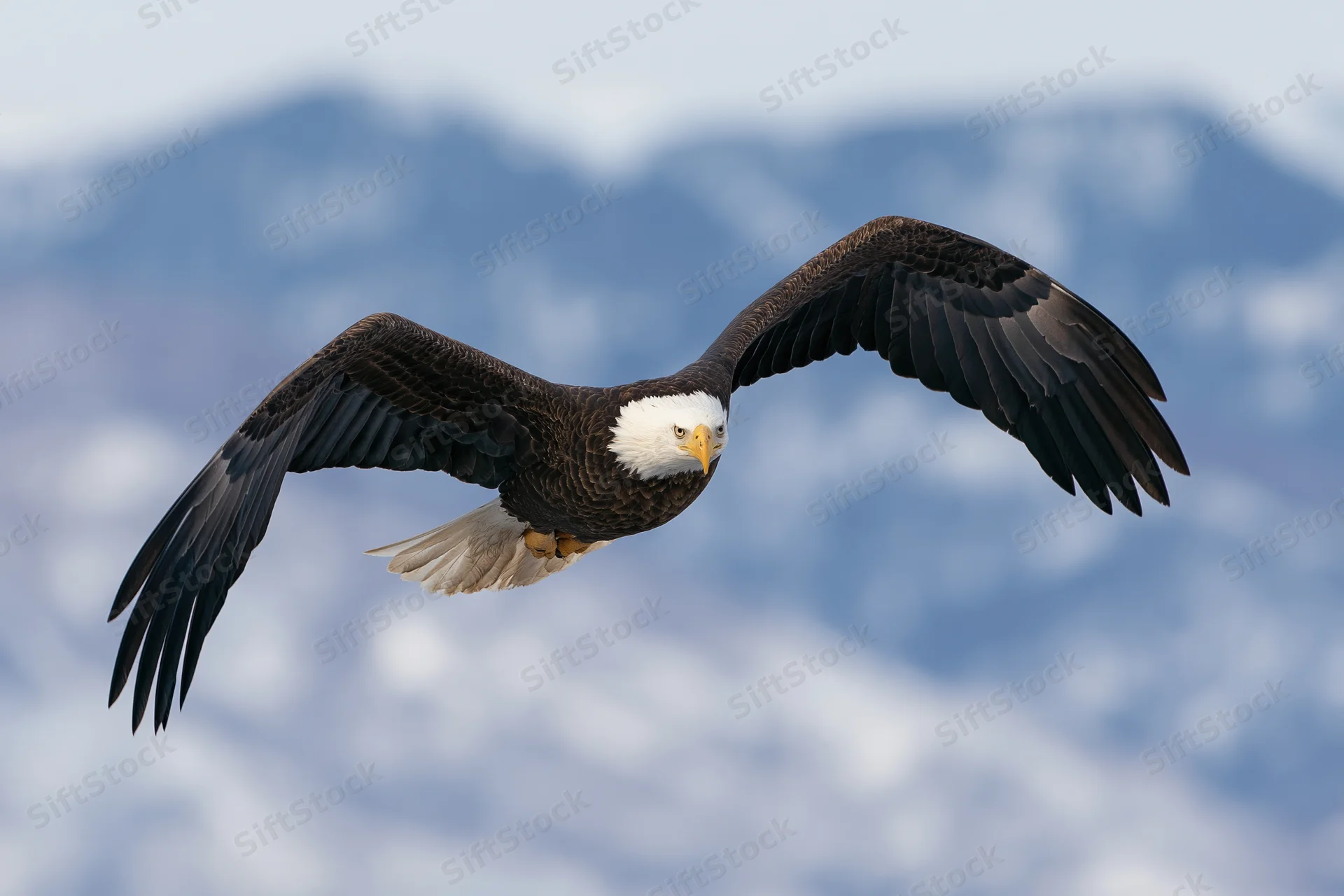Bald eagle soaring with wings fully spread against snowy mountains