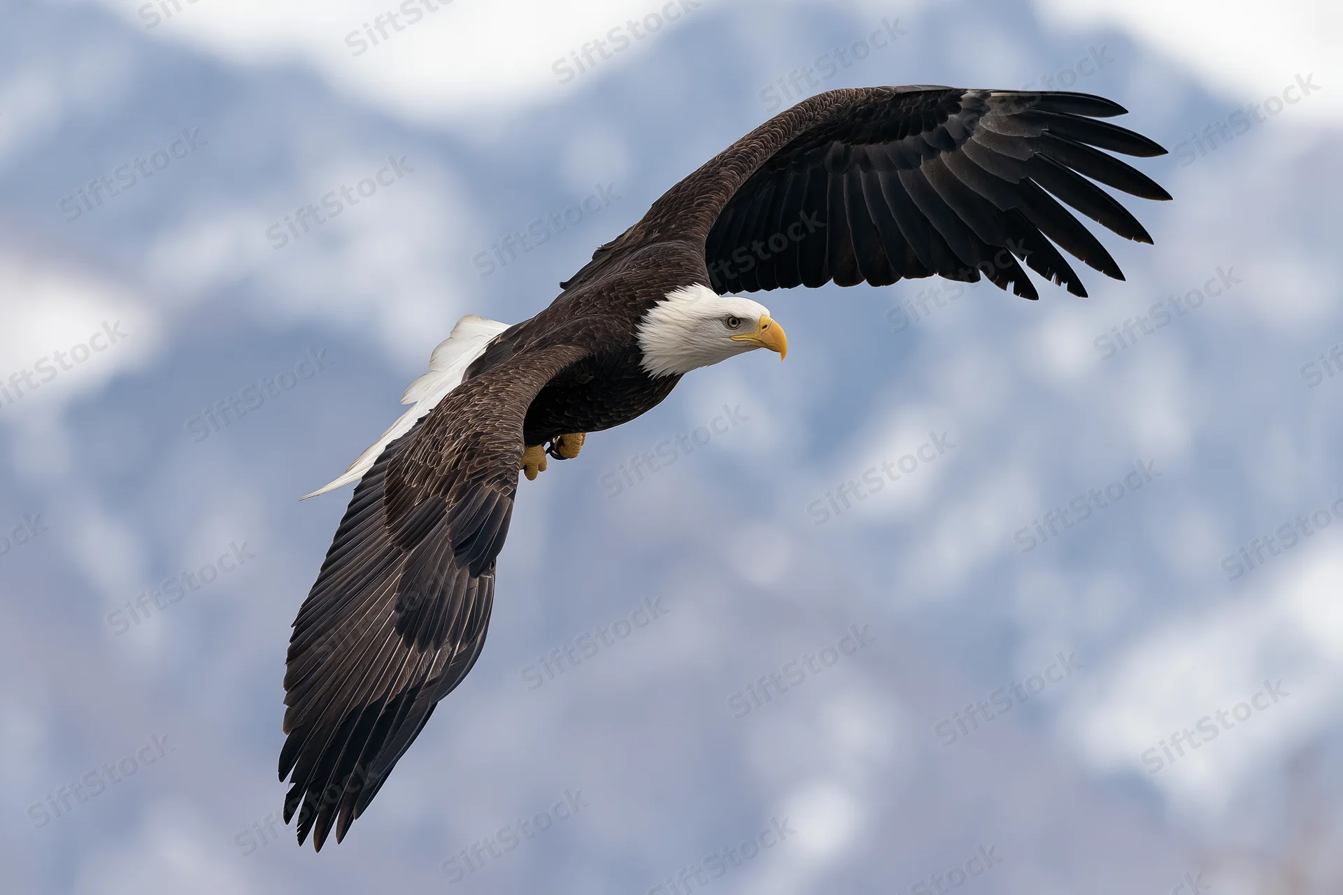 Bald eagle soaring with wings fully spread against snowy mountain backdrop