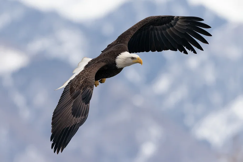 Bald eagle soaring with wings fully spread against snowy mountain backdrop