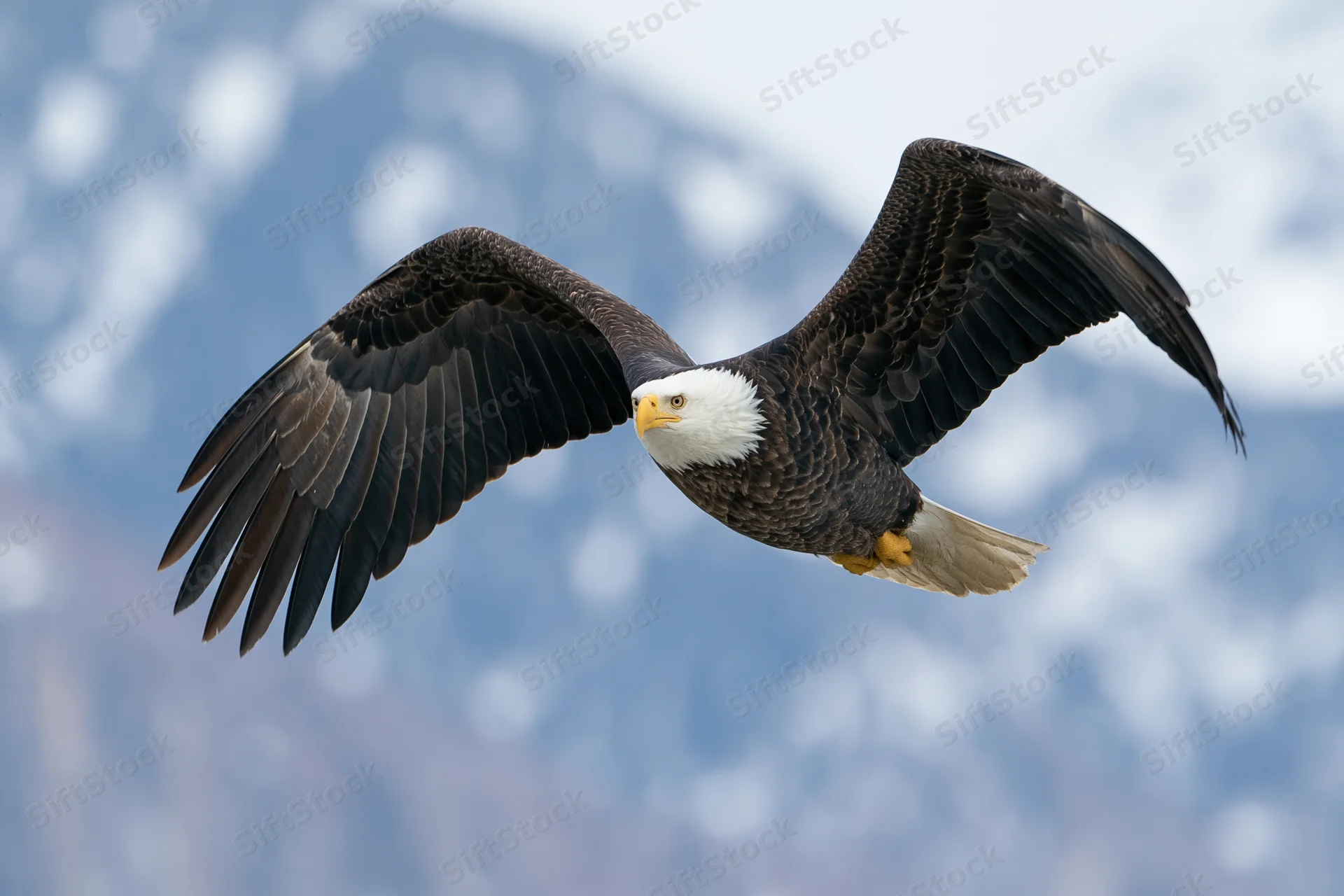 Bald eagle soaring with wings fully spread against snowy mountain backdrop