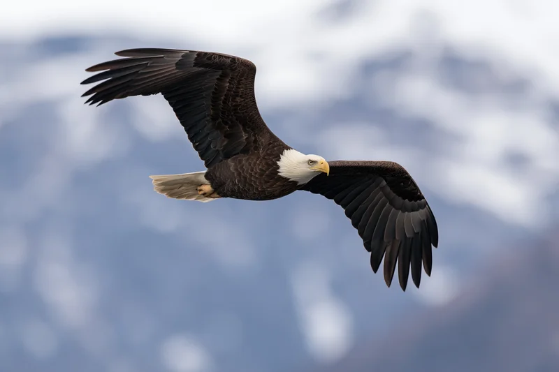 Bald eagle soaring with wings fully spread against snowy mountains