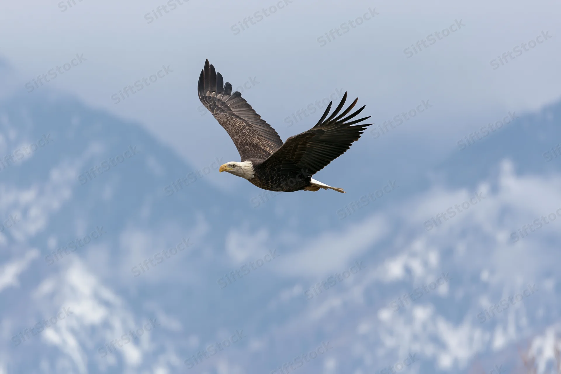 Bald eagle soaring with wings fully spread against snow-covered mountains