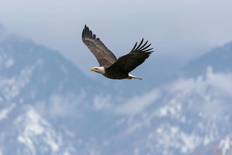 Bald eagle soaring with wings fully spread against snow-covered mountains