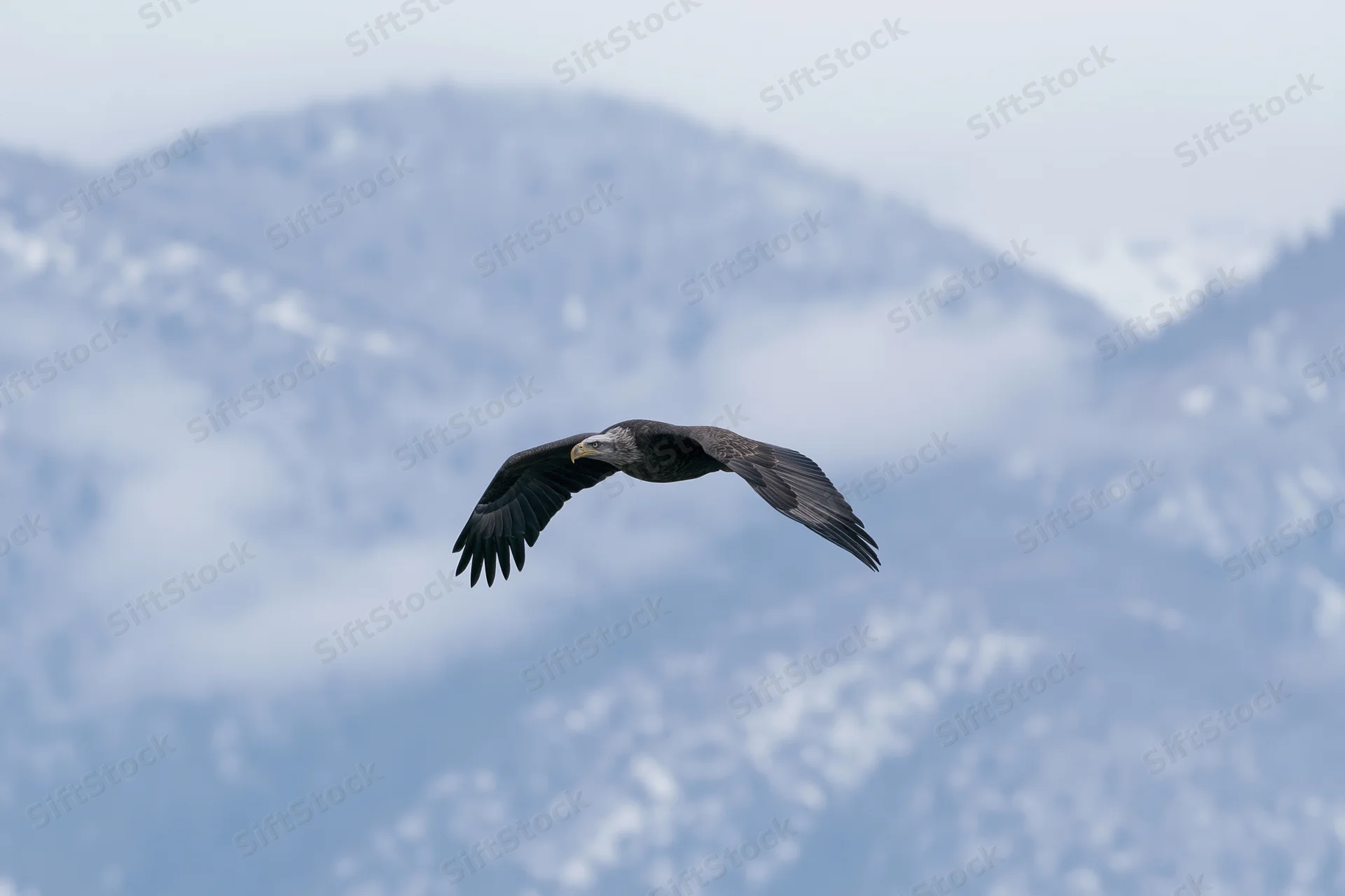 Bald eagle soaring with wings fully spread against snowy mountains in winter