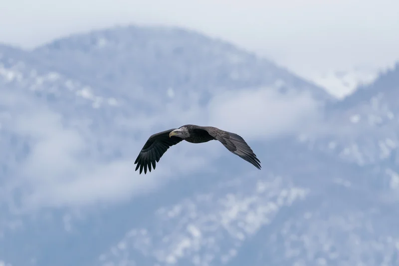 Bald eagle soaring with wings fully spread against snowy mountains in winter