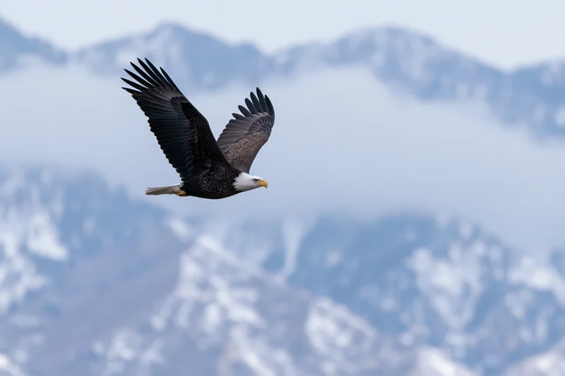 Bald eagle soaring with wings fully spread against snowy mountain peaks